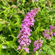 Budleja Dawida 'Nike' Duża sadzonka różowa fioletowa (Buddleja davidii) P13