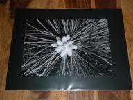 LUCYNA KUŚNIERCZYK - "Pęd sosny" (1/4) - kwiaty - FOTOGRAFIA ARTYSTYCZNA