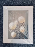 Obraz Dmuchawce - Latawce Sztab 7668