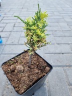 PSTRY, NEW Cyprysik Lawsona 'Ellwood's Sport Variegated' Chamaecyparis