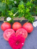 Pomidor Emalia gruntowy przetworowy nasiona kolekcjonerskie