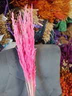 Trawa leśna naturalna zboże kłosy susz różowa łososiowa na palmy 30szt