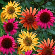 Jeżówka MIX KOLORY miododajna sadzonki 20 sztuk po 1 zł mrozoodporna 10 cm