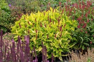 Rdest Golden Arrow Persicaria amplexicaulis poj.2l