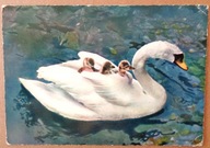 POCZTÓWKA - ŁABĘDZIE- ŁABĄDKI - SZWAJCARIA, z lat 60-ych