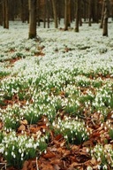 Przebiśnieg śnieżyczka 100 sztuk sadzonki z gołym korzeniem zimowe kwiaty
