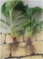 jeżówka Jeżówki SADZONKI 80 sztuk 15 cm po 1 zł miododajne wieloletnie