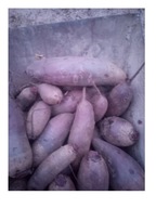 BURAKI ĆWIKŁOWE PODŁUŻNE PÓŹNE 5 kg