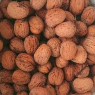 Świeże orzechy włoskie w łupinie skorupie niełuskane 1kg 2025 PL Polskie