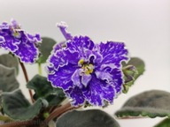 FIOŁEK AFRYKAŃSKI ### Dn- Almaznaja Rossyp ### 1LIŚĆ