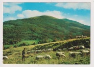 Bieszczady wypas Owiec Góral psy 1972r. Owce k527