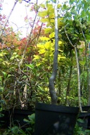 Wiąz polny pendula karłowy szczepiony okaz 11 letni na tarasy inny