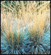 Trawa niebieska na skalniaki du że sadzonki