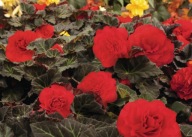 BEGONIA NONSTOP Cherry Bronze Leaf / GoEarly