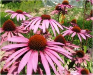 JEŻÓWKA JEŻÓWKI PURPUROWE MIODODAJNA PIĘKNE SADZONKI 200 SZTUK WIELOLETNIE