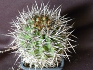 Kaktusy: Neoporteria subgibbosa GM 1596