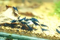 krewetki akwariowe blue velwet neocardina niebieskie, proszę czytać opis