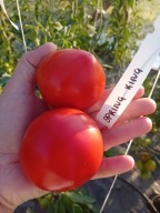 Pomidor Spring King Król Wiosny bardzo wczesny nasiona kolekcjonerskie