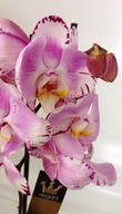 PHALENOPSIS storczyk 4 art noveau