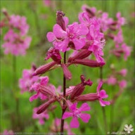 Smółka Firletka Pospolita Miododajna Sadzonki P9