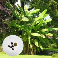 Musa sikkimensis – bananowiec ozdobny banan | 5 nasion + instrukcja wysiewu