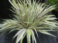 Hakonechloa Fubuki C1