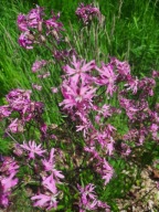 Firletka róż poszarpana polna różowa firletki kwiatek na rabatę sadzonka