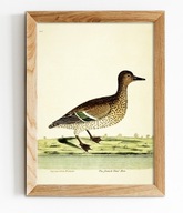 KACZKA FRANCUSKA, reprint starego miedziorytu XVIII w. ORNITOLOGIA