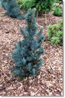 Picea pungens 'Mini Minaret' - !!!