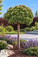 Szmaragdowa Elegancja Sosna górska 'Sherwood Compact' Pinus mugo PA