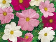 ONĘTEK KOSMOS MIX KOLORÓW 50 sztuk sadzonki z gołym korzeniem miododajna