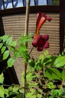 Milin pienny czerwony szczepiony okaz 250cm inny