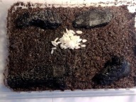 Skoczogonki najlepsza ekipa sprzątająca 1l 1000 ml, prosionki, wije,isopody