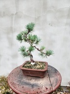 Sosna drobnokwiatowa pinus parviflora Aoi bonsai