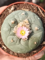 Kaktus Lophophora williamsii duża z ziemią i donicą + gratisy +ogrzewacz