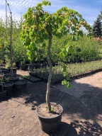 WIĄZ SZCZEPIONY CAMPERDOWNII Pendula Piękne Okazy