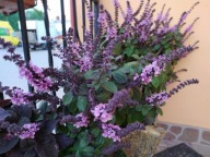 ZIOŁA Bazylia Ocimum hybrida Basil Magic Blue