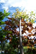 Dereń pienny kulisty kousa szczepiony inny