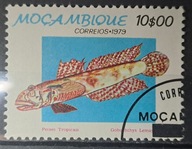 Ryby (kas) - luzak - do uzupełnień 13/8