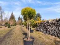 Cyprysik ciety w kulę na pniu nr 9