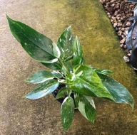 Filodendron Philodendron White princess SADZONKA 20 cm