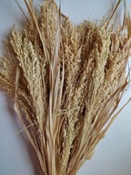 proso naturalne suszone trawy zboże susz kwiaty kompozycje bukiety