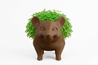 Jeżyk na rzeżuchę | dekoracja wielkanocna | ozdoba na Wielkanoc | Dekoracja