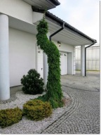 Picea omorika 'Bruns' - Duża !!!