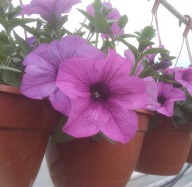 Petunia Conchita Grande Lavender WIELKI KWIAT zwisająca