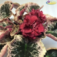 Fiołek afrykański# SM-Strana Bagrowych Tuch # sadzonka