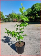 PROMOCJA Grab pospolity na żywopłot sadzonka w pojemniku 40 cm ODPORNY