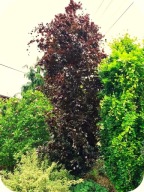 Buk Pospolity Rohan Obelisk kolumnowy