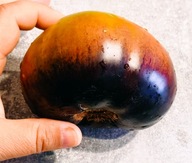 Pomidor Bliss/ Rozkosz (462) nasiona kolekcjonerskie