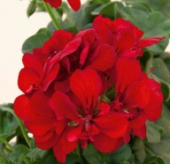 Pelargonia ZWISAJĄCA peltatum Royal Red